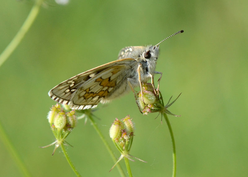 Pyrgus sidae ?